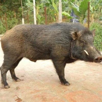 Cung Cấp Thịt Heo Rừng Cây Giá Sỉ TPHCM