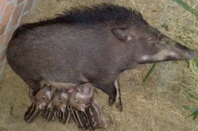 Kỹ thuật chăm sóc lợn rừng hậu bị