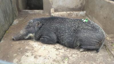 Kỹ thuật chăm sóc lợn rừng nái khi mang thai