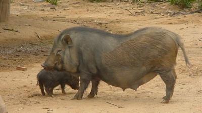 Tổng hợp thông tin về các loài heo đặc trưng tại Việt Nam