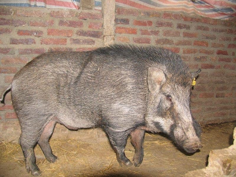 lợn rừng Thái Lan