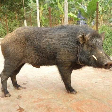 heo rừng, heo rừng rặc - Niên Giám Nông Nghiệp