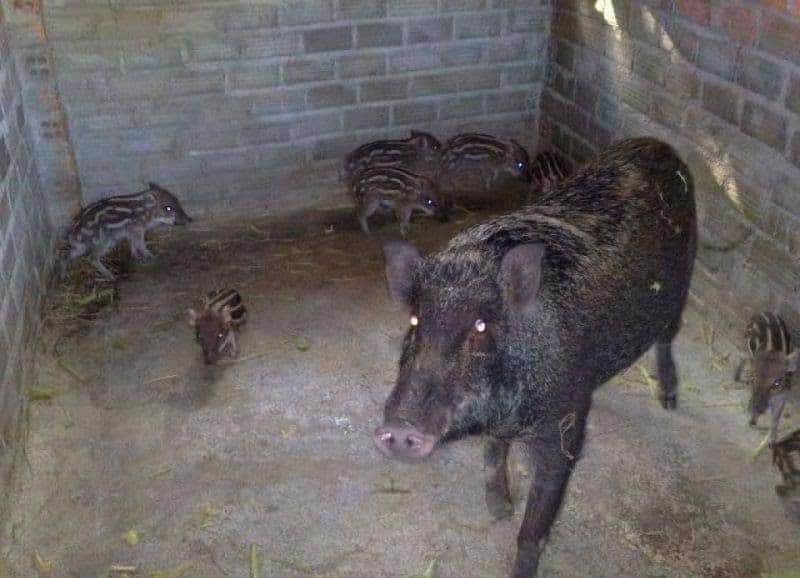 lợn rừng Thái Lan